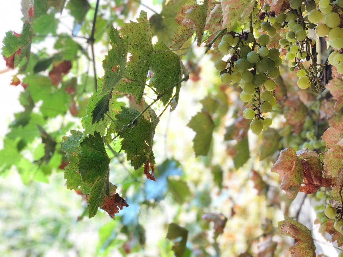 L'Antico Podere Soresina Bagian luar foto